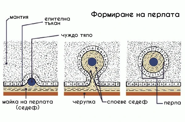 формиране на перлата